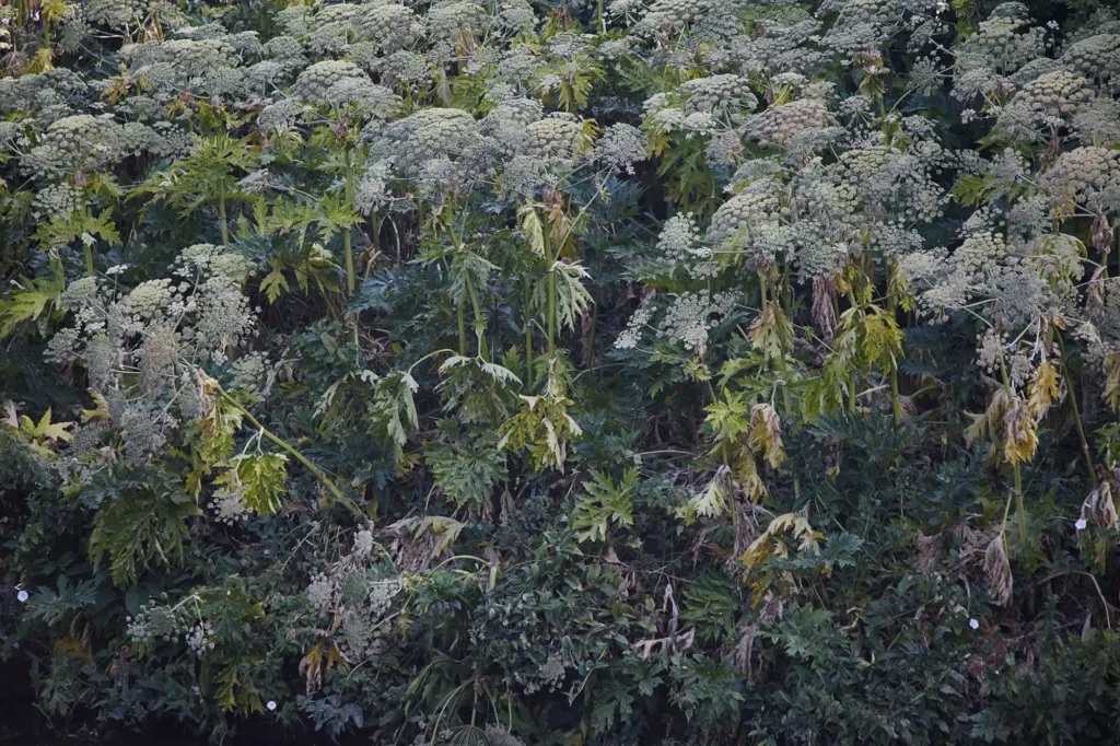 Clapton — documentary and landscape photograph in East London, UK, frame 11 of 18.