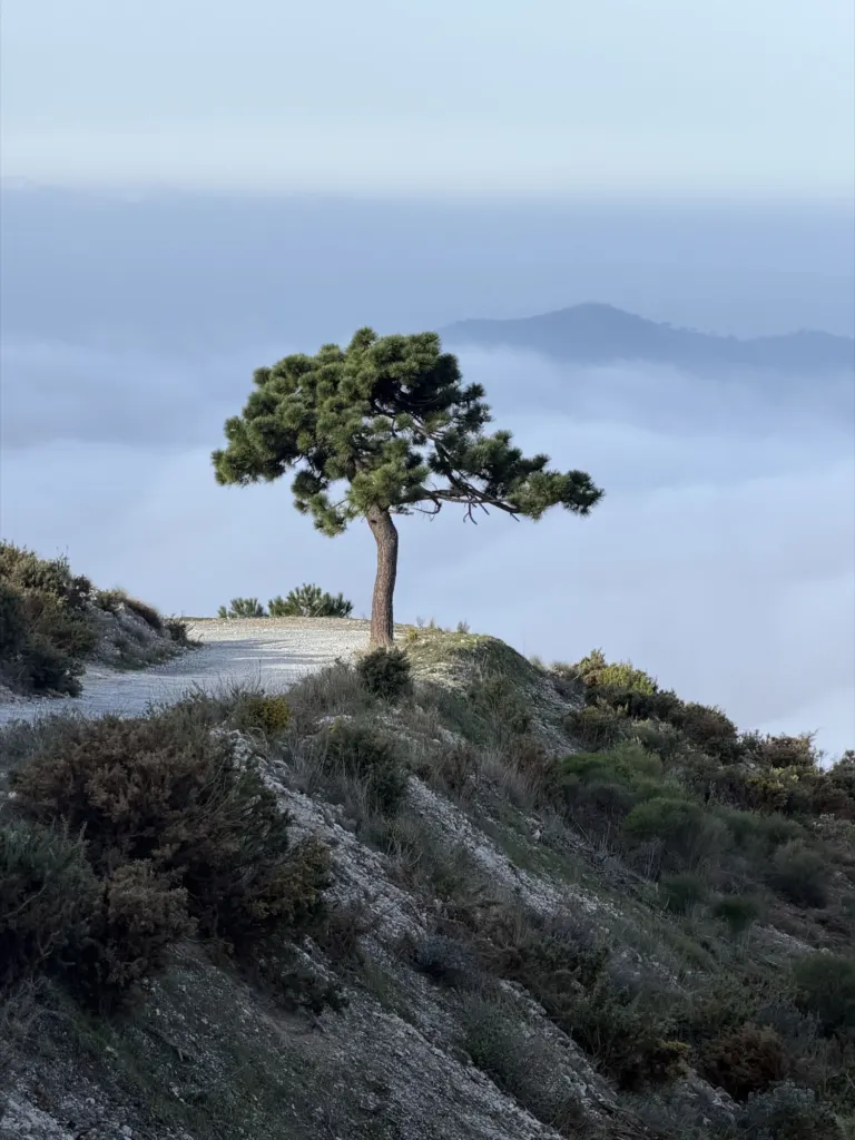 Cómpeta — landscape and travel photograph in Málaga, Andalucía, Spain, frame 7 of 17.