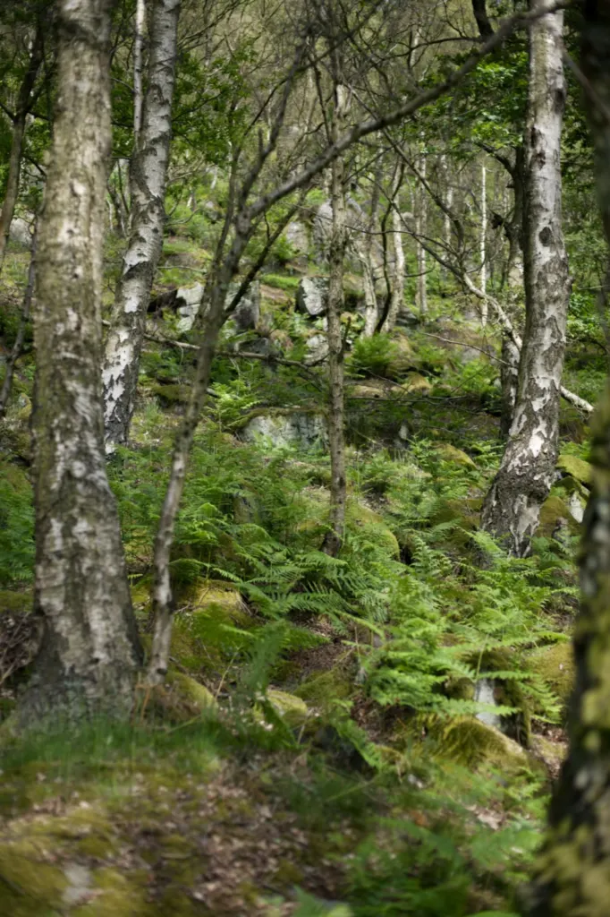 The Peak District — documentary and travel photograph in Derbyshire, UK, frame 12 of 25.